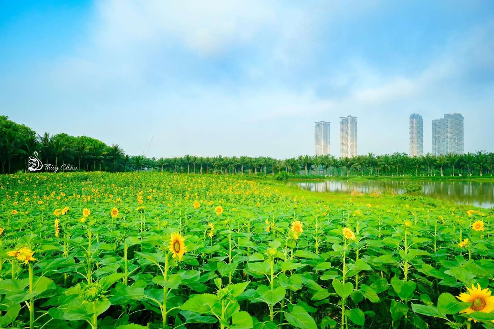 anh-dep-khu-do-thi-ecopark- 11