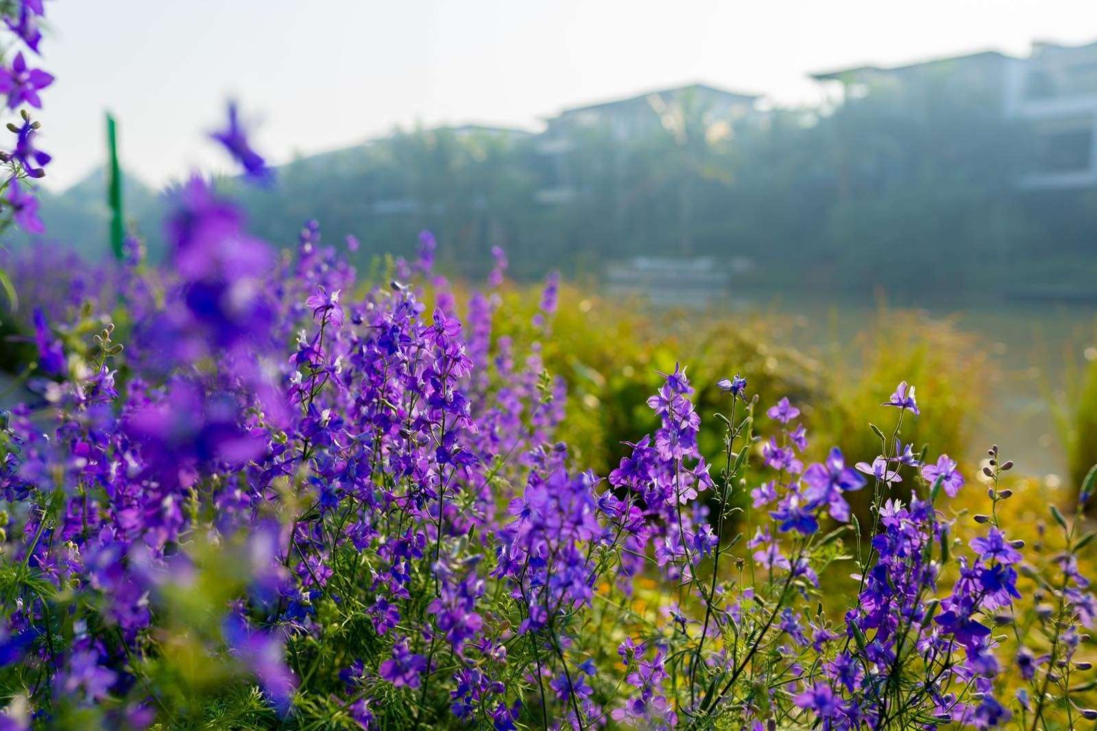 anh-dep-khu-do-thi-ecopark- 13